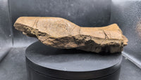 Triceratops Quadrajugal, Skull Bone
