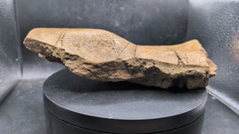 Triceratops Quadrajugal, Skull Bone