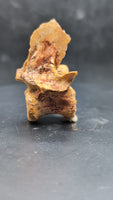 Theropod Dinosaur Vertebra, Kem Kem