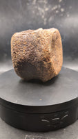 Edmontosaurus Vertebra