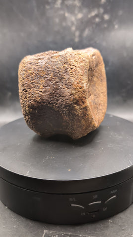 Edmontosaurus Vertebra