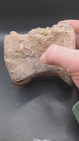 Undescribed (Allosaurid?) Theropod Vertebrae, El Mers Formation (Jurassic)
