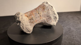 Stegosaur? Metacarpal, El Mers Formation