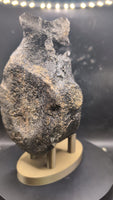 Stegosaurus Caudal Vertebra