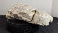 Stylemys (Tortoise), White River Group