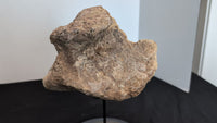 Camarasaurus Astralagus