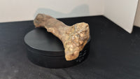 Thescelosaurus Femur