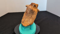 Spinosaurus Tail Vertebra