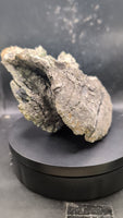 Allosaurus Dorsal Vertebrae, Morrison Formation