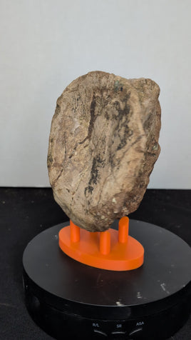 Sauropod (Long Neck) Tail Vertebra, El Mers III Formation