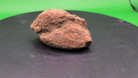Triceratops Epoccipital (Frill Spike)