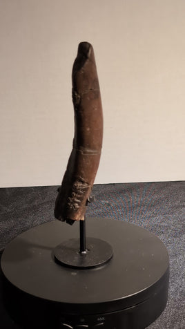 Theropod Rib Section, Hell Creek