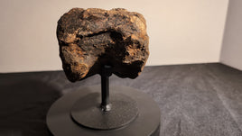 Stegosaurus Caudal Vertebrae, Morrison Formation