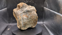 Hadrosaur (Parasaurolophus?) Tail Vertebrae from the Kaiparowitz Formation of Utah.