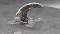 Saurornitholestes  Claw, Judith River Formation