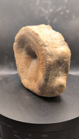 Brachypterigus (Ichthyosaur) Vertebra Jurassic Period, England.