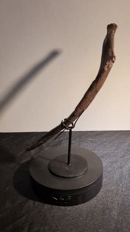 Dromaeosaur (Raptor) Rib, Hell Creek