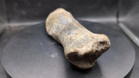Hypacrosaurus Metatarsal, Two Medicine Formation