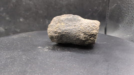 Hypacrosaurus Vertebrae, Two Medicine Formation