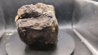 Stegosaur Cervical Vertebra, El Mers Formation