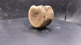 Ceratopsian Vertebrae, Judith River Formation