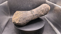 Sauropod Metratarsal
