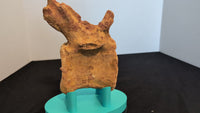 Spinosaurus Tail Vertebra