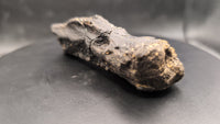 Diplodocus Caudal Vertebra