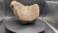 Edmontosaurus Neck Vertebrae