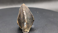 Unworn Triceratops Tooth