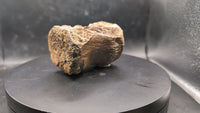 Pachycephalosaurus Vertebra