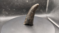 Daspletosaurus Tooth, Two Medicine Formation.