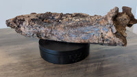 Triceratops Jaw
