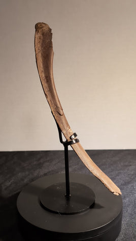 Anzu? (Oviraptorid) Rib, Hell Creek