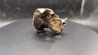 Tyrannosaur Vertebrae, Two Medicine Formation