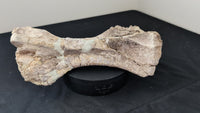 Stegosaur Humerus, El Mers Formation
