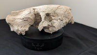 Oreodont skull, Mammal Fossil