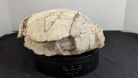 Stylemys (Tortoise), White River Group