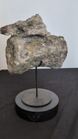 Apatosaurus Tail Vertebra, Morrison Formation