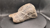 Tyrannosaur Ankle Bone, Two Medicine Formation