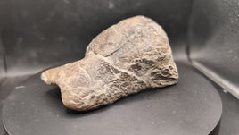Tyrannosaur Ankle Bone, Two Medicine Formation