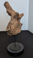 Triceratops Vertebra