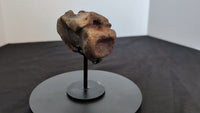 Allosaurus Tail Vertebra, Morrison Formation