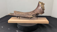 Tyrannosaurus Rex Rib