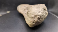Large Spicomellus (Ankylosaur) Metacarpal?, El Mers Formation