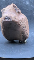 Edmontosaurus Vertebra