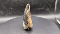 Tyrannosaurus Rex Tooth