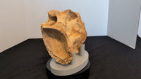 Huge Sigilmassasaurus(Spinosaurid) Neck Vertebra