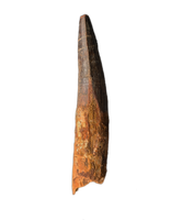 Huge Spinosaurus Tooth