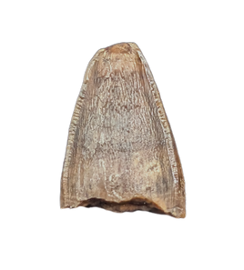 Deinosuchus (Crocodile) Tooth from Texas